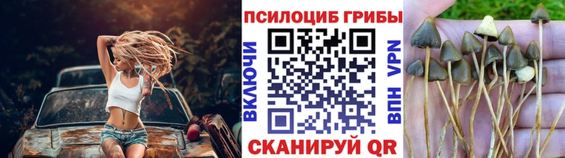 купить закладку  Донской  Псилоцибиновые грибы мицелий 